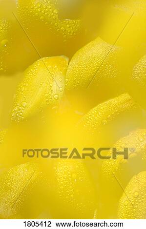 Stock Image - Yellow flower petals with drops of dew. Fotosearch