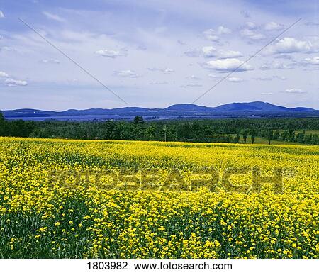 Stock Image - Yellow flowers in meadow with mountains in background. Fotosearch