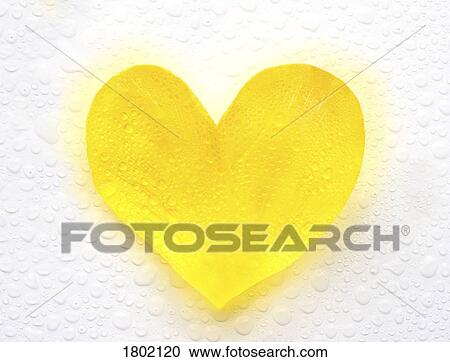Yellow heart on a wet surface View Large Photo Image Stock Image - Yellow heart on a wet surface. Fotosearch