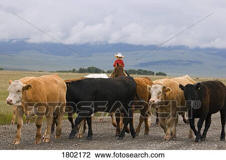 Stock Image - Young cowboy herding cattle . Fotosearch