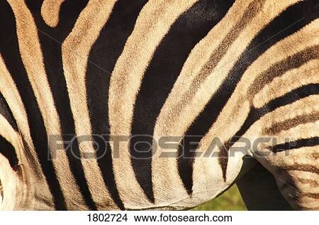 Picture - Zebra stripes. Fotosearch