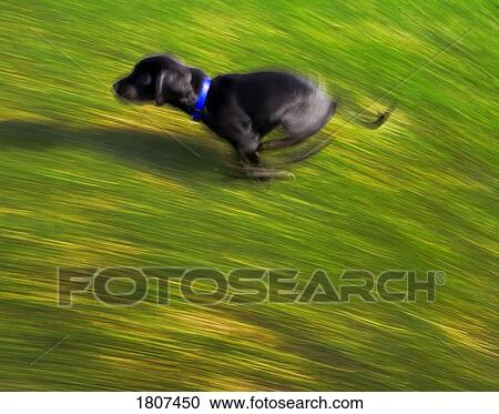 A black dog running View Large Photo Image Stock Image - A black dog running. Fotosearch
