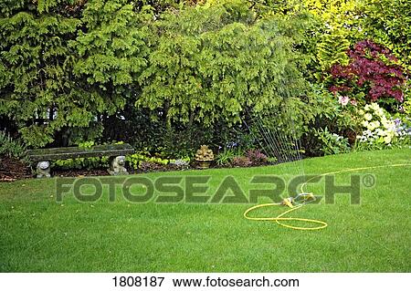 A sprinkler watering a yard View Large Photo Image Stock Photo - A sprinkler watering a yard. Fotosearch