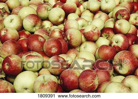 Apples View Large Photo Image Stock Image - Apples. Fotosearch