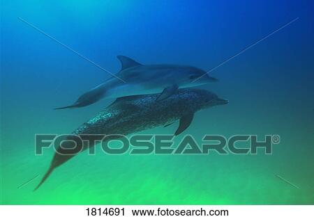 Stock Image - Atlantic Spotted Dolphins. Fotosearch