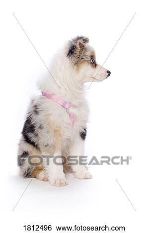 Australian Shepherd puppy View Large Photo Image Stock Photograph - Australian Shepherd puppy. Fotosearch
