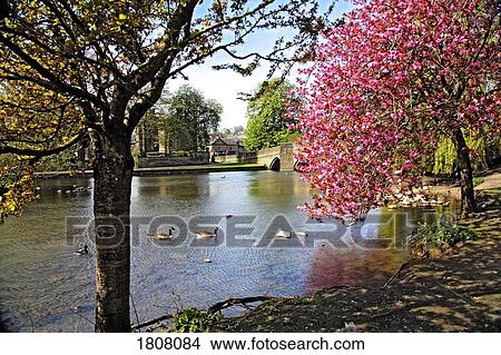 Picture - Bakewell banks of the river Wye in spring. Fotosearch