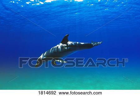 Stock Image - Bottlenose Dolphin. Fotosearch