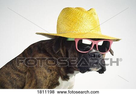 Stock Photo - Boxer dog with hat and glasses. Fotosearch