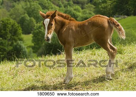 Cantabrian Mountain pony foal, Spain View Large Photo Image Stock Image - Cantabrian Mountain pony foal, Spain. Fotosearch