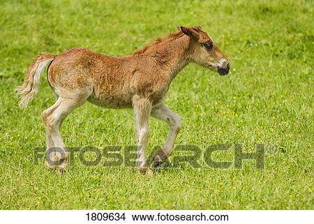 Cantabrian Mountain Pony foal trotting View Large Photo Image Picture - Cantabrian Mountain Pony foal trotting. Fotosearch