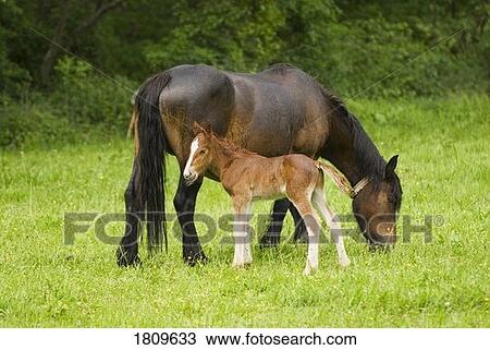 Stock Image - Cantabrian Mountain pony mare with foal. Fotosearch