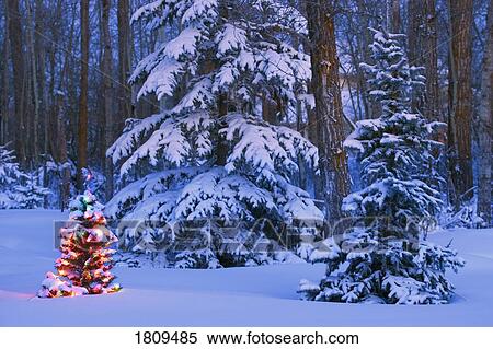 Stock Photography - Christmas tree glowing in winter forest. Fotosearch