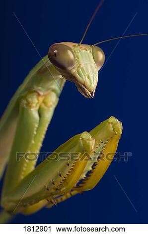 Closeup of praying mantis View Large Photo Image Stock Image - Closeup of praying mantis. Fotosearch