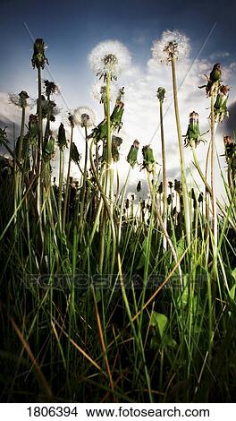 Dandelions View Large Photo Image Picture - Dandelions. Fotosearch