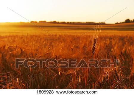 Stock Photo - Field of grain. Fotosearch
