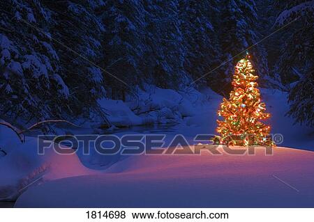 Glowing Christmas tree in forest View Large Photo Image Stock Photo - Glowing Christmas tree in forest. Fotosearch