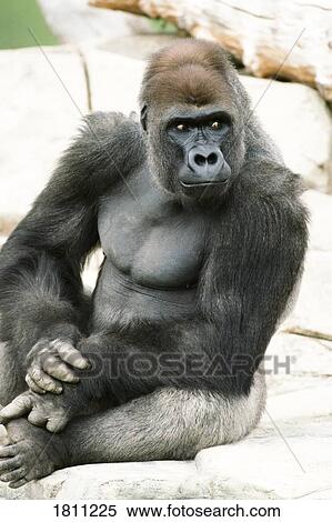 Gorilla View Large Photo Image Stock Photography - Gorilla. Fotosearch