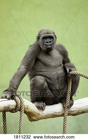Stock Image - Gorilla with a rope. Fotosearch
