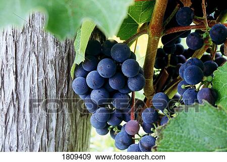 Grapes View Large Photo Image Stock Photo - Grapes. Fotosearch