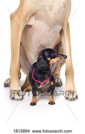 Picture - Great Dane and Dachshund portrait. Fotosearch