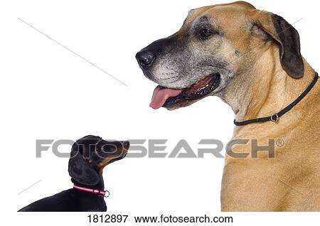 Great Dane and Dachshund portrait View Large Photo Image Stock Photo - Great Dane and Dachshund portrait. Fotosearch