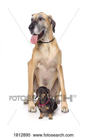Great Dane and Dachshund portrait View Large Photo Image Stock Photography - Great Dane and Dachshund portrait. Fotosearch