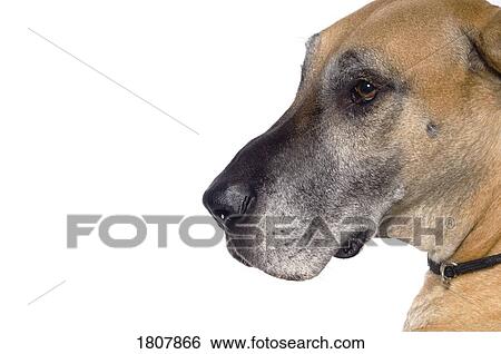 Great Dane View Large Photo Image Stock Photograph - Great Dane. Fotosearch