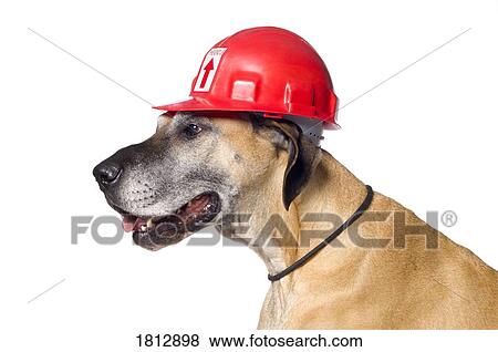 Great Dane wearing a red construction helmet View Large Photo Image Stock Photo - Great Dane wearing a red construction helmet . Fotosearch