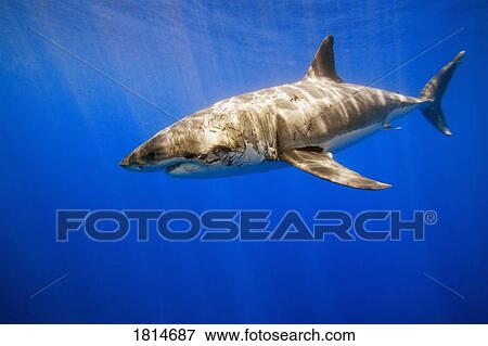 Stock Photo - Great White Shark. Fotosearch
