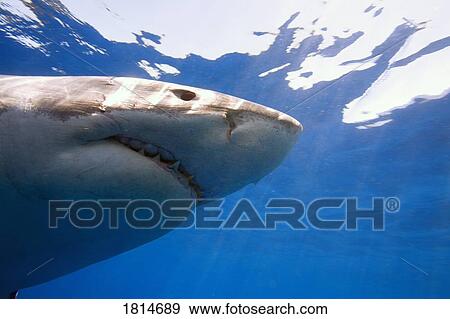 Great White Shark View Large Photo Image Stock Photo - Great White Shark. Fotosearch