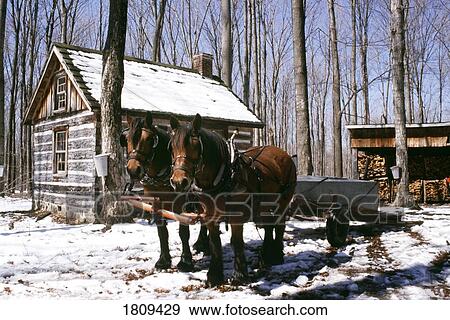 Horse drawn wagon and sugar house in sugar woods View Large Photo Image Stock Photo - Horse drawn wagon and sugar house in sugar woods. Fotosearch