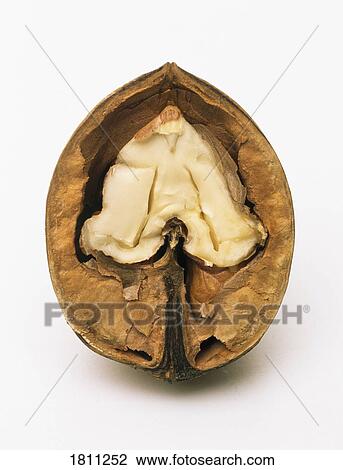 Inside of a nut View Large Photo Image Stock Image - Inside of a nut. Fotosearch