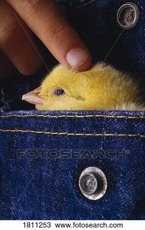 Stock Image - Little chick. Fotosearch
