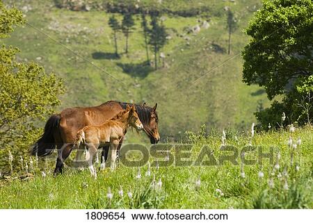 Mare and foal in the high mountain pastures in Cantabria, Northern Spain View Large Photo Image Picture - Mare and foal in the high mountain pastures in Cantabria, Northern Spain . Fotosearch