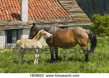 Stock Image - Mare and foal in the high mountain pastures in Cantabria, Northern Spain . Fotosearch