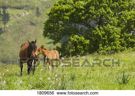 Stock Photograph - Mare and foal in the high mountain pastures in Cantabria, Northern Spain . Fotosearch