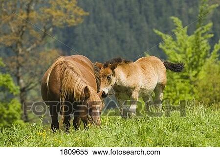 Stock Photography - Mare and foal in the high mountain pastures in Cantabria, Northern Spain . Fotosearch