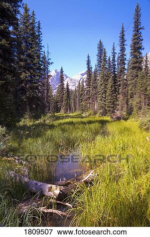 Meadow, Elk Lakes Provincial Park, British Columbia, Canada View Large Photo Image Stock Photo - Meadow, Elk Lakes Provincial Park, British Columbia, Canada. Fotosearch