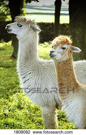 Pair of alpacas View Large Photo Image Stock Image - Pair of alpacas. Fotosearch