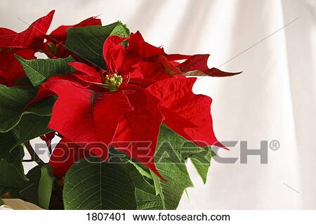 Poinsettia View Large Photo Image Stock Image - Poinsettia. Fotosearch