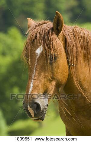 Stock Image - Portrait of a horse. Fotosearch
