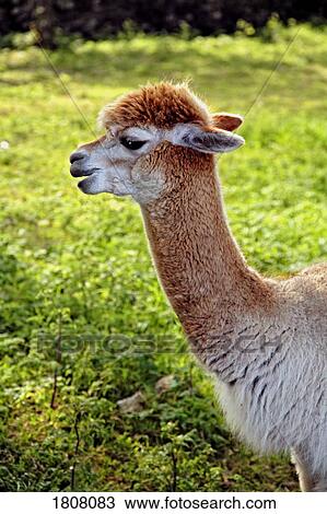 Stock Image - Portrait of an alpaca. Fotosearch