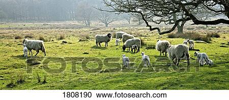 Stock Image - Sheep grazing in a pasture, Derbyshire, England. Fotosearch