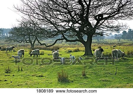 Sheep grazing in a pasture, Derbyshire, England View Large Photo Image Stock Photo - Sheep grazing in a pasture, Derbyshire, England. Fotosearch