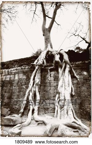 Stock Photo - Ta Prohm temple, complex of Angkor Wat, Angkor, Cambodia. Fotosearch