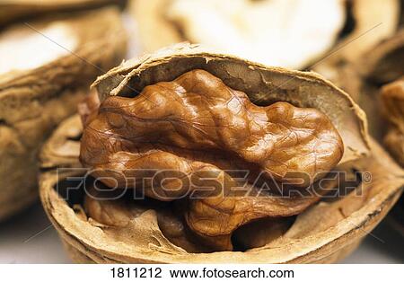 The inside of a walnut View Large Photo Image Stock Image - The inside of a walnut. Fotosearch