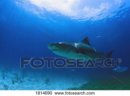 Stock Image - Tiger Shark. Fotosearch