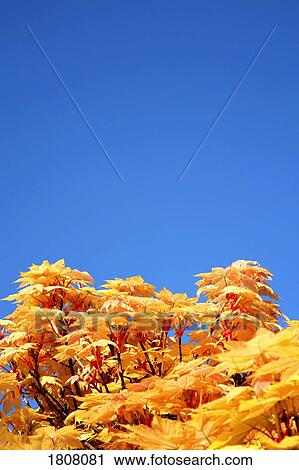 Top of tree against clear blue sky. Sheffield, England View Large Photo Image Stock Image - Top of tree against clear blue sky. Sheffield, England. Fotosearch