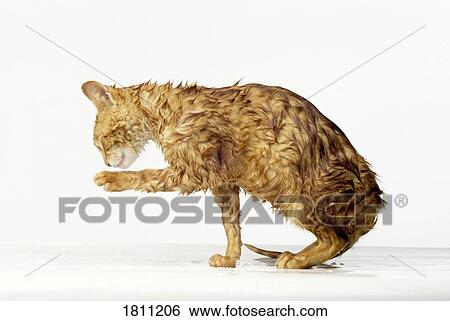 Wet cat grooming View Large Photo Image Stock Photograph - Wet cat grooming. Fotosearch
